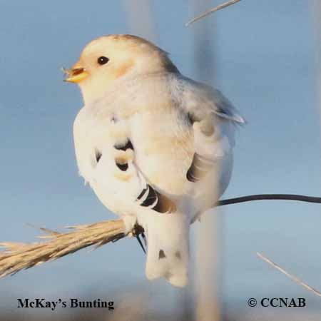 Birds of North America