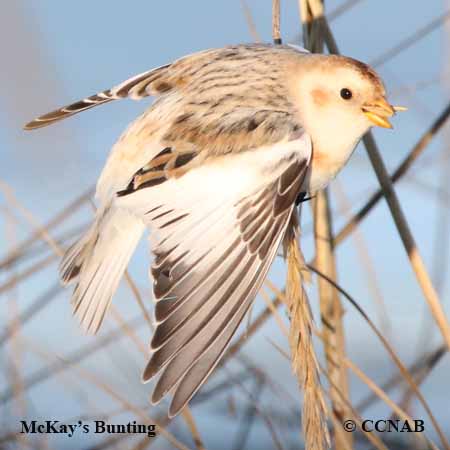 Birds of North America