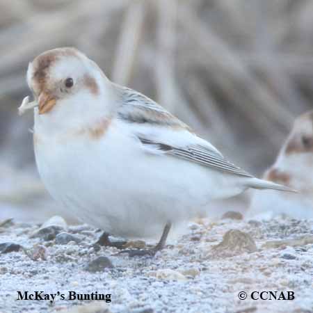 Birds of North America