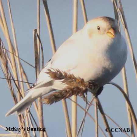 Birds of North America