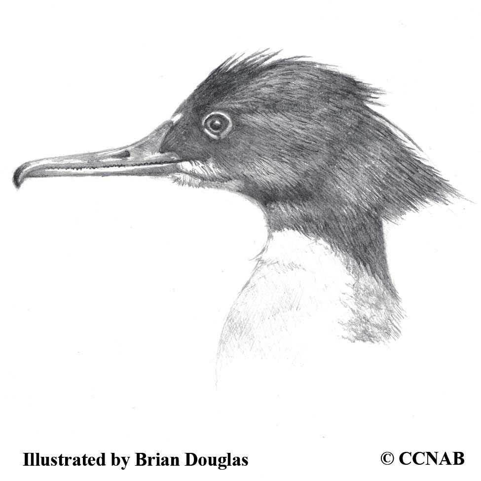 mergansers