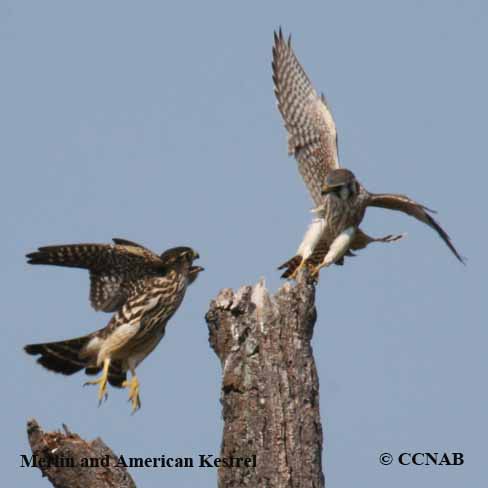 Birds of North America