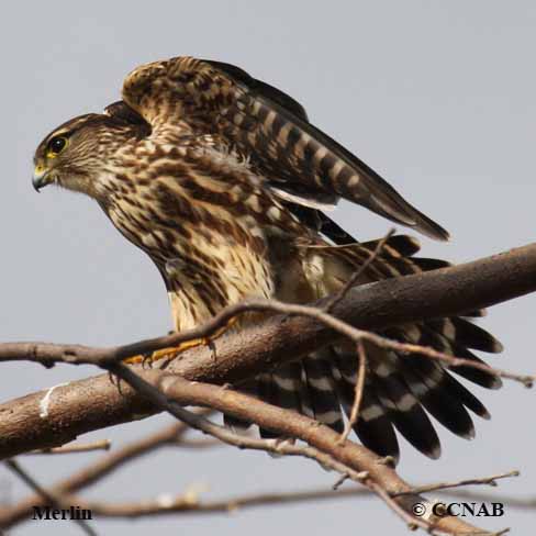 Birds of North America