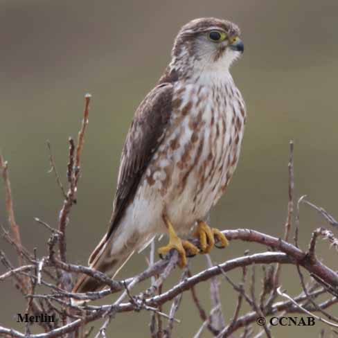 Birds of North America