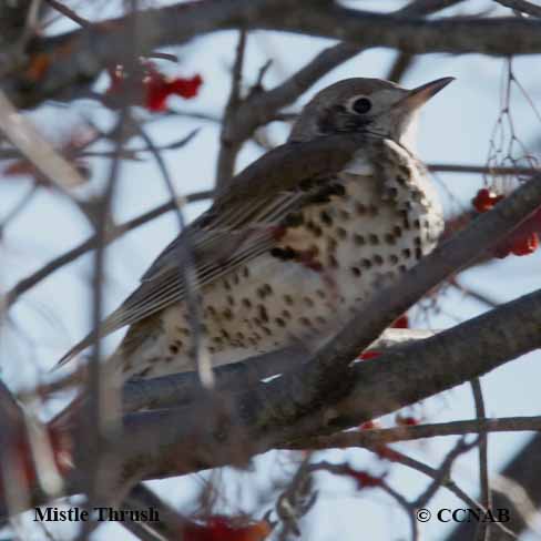 Turdus viscivorus