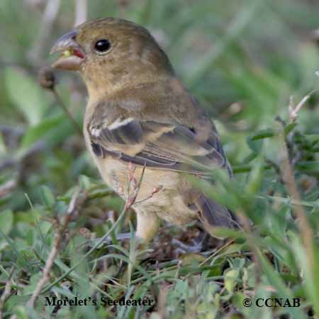 Birds of North America