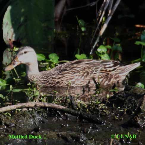 Birds of North America