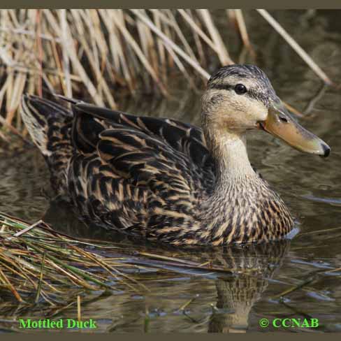 Birds of North America