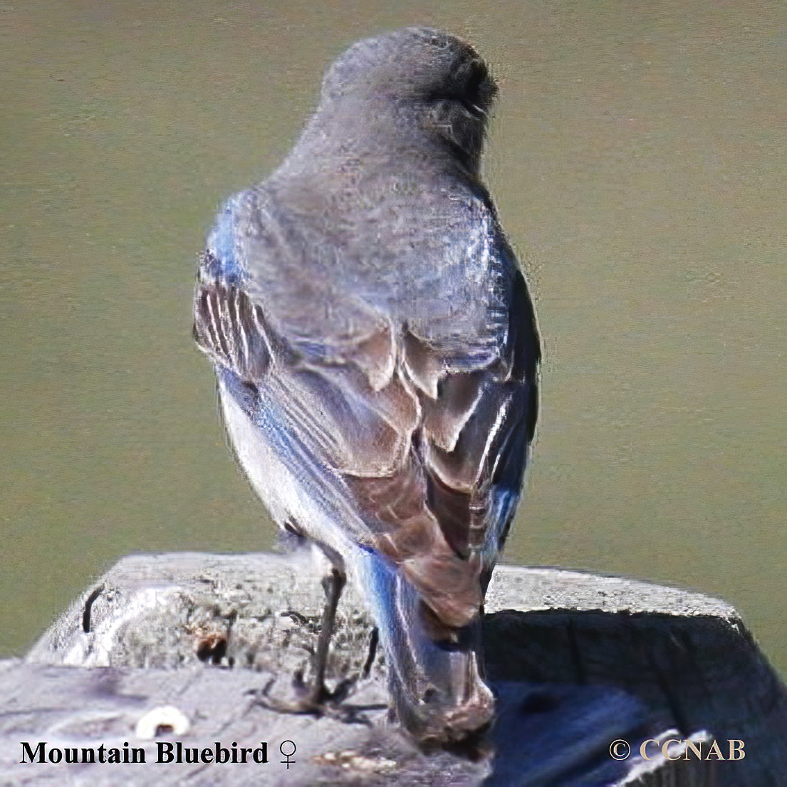 Birds of North America