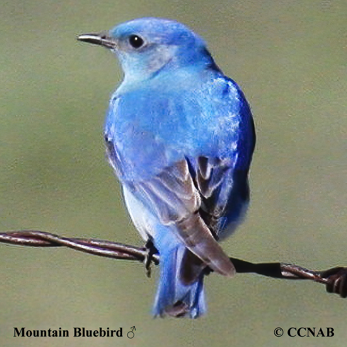 Birds of North America