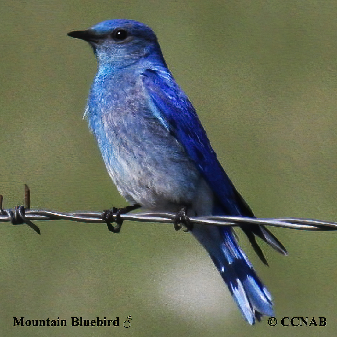Birds of North America