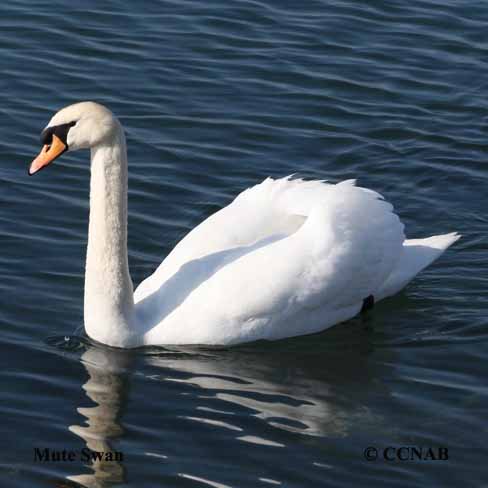 Birds of North America