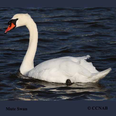 Birds of North America