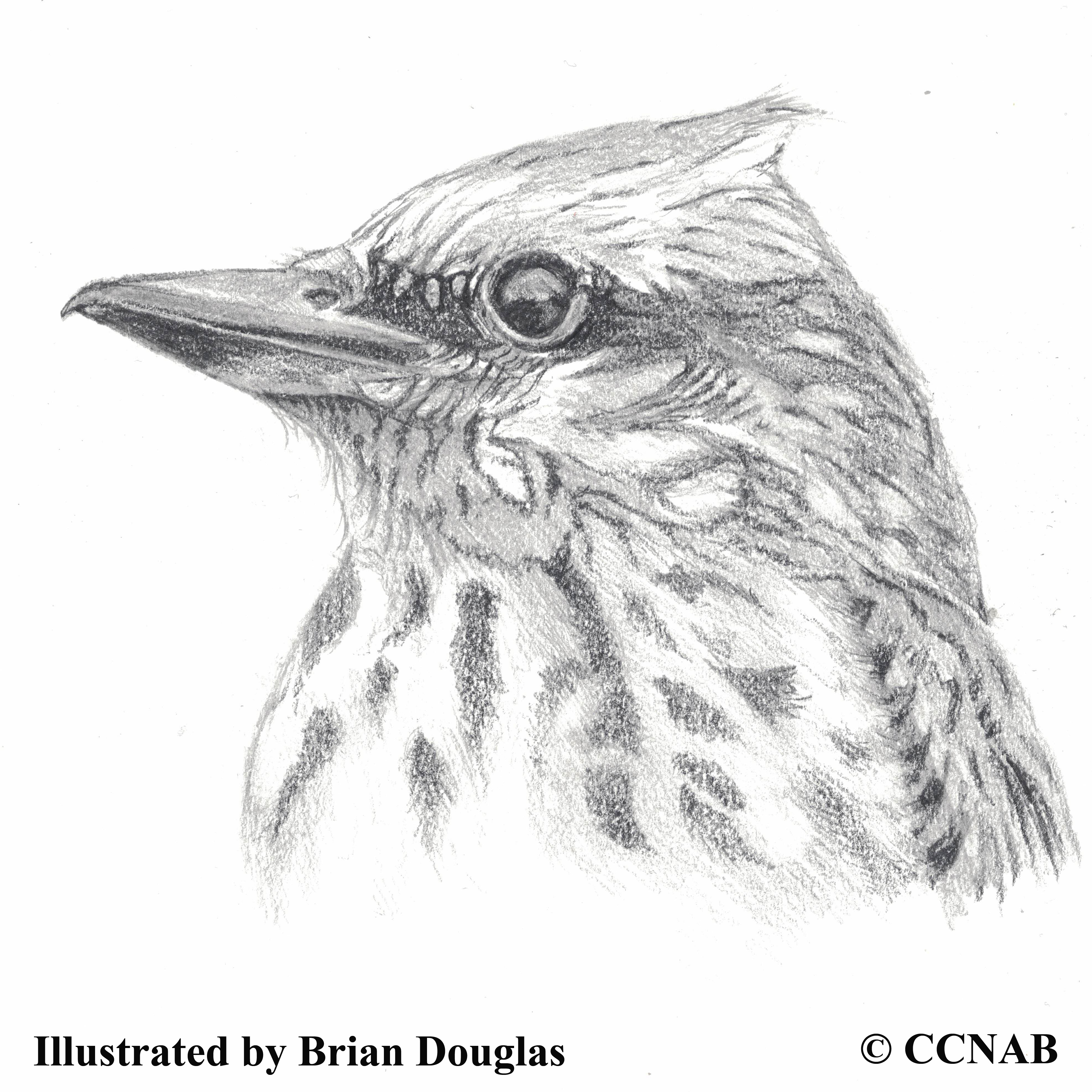 north american flycatchers