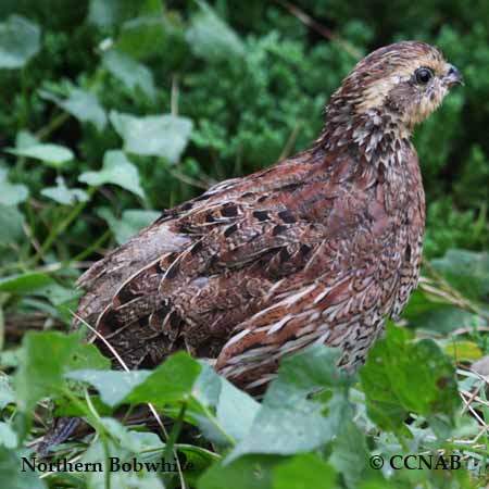Birds of North America