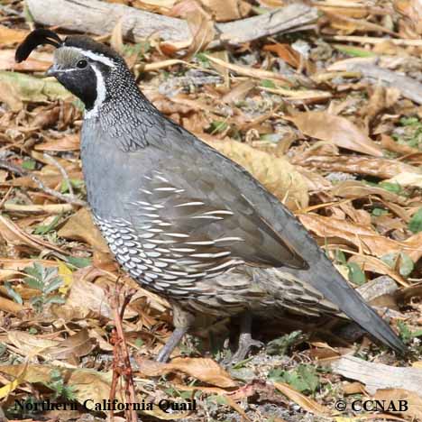 Northern California Quail