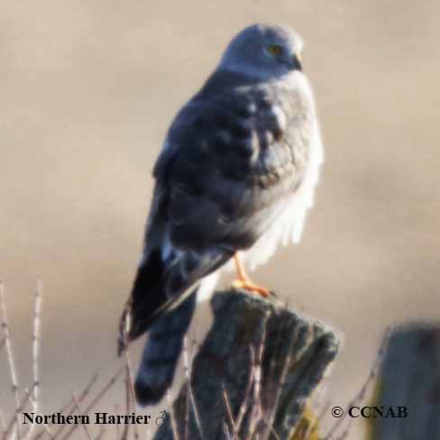 Birds of North America