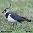 Lapwings