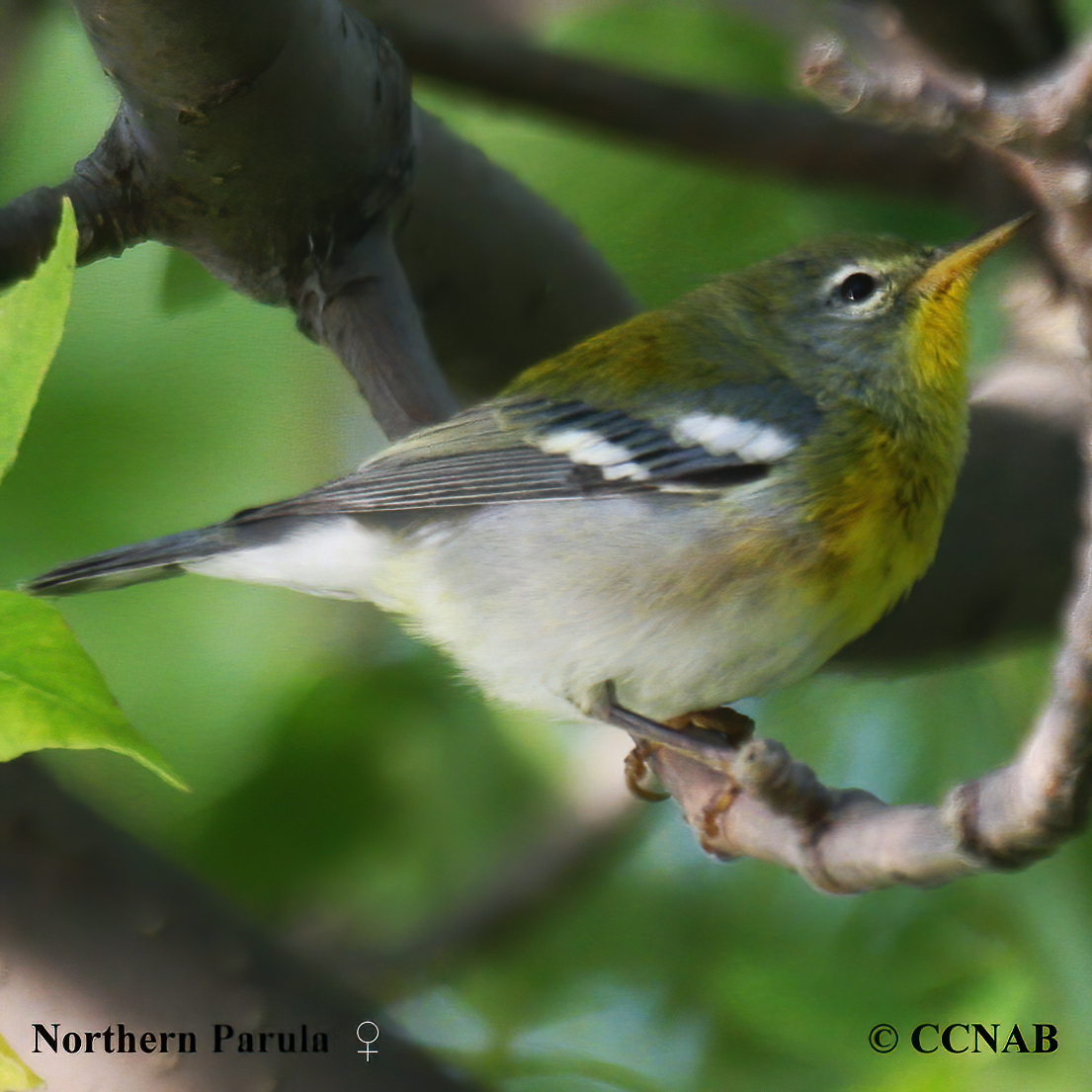 Birds of North America