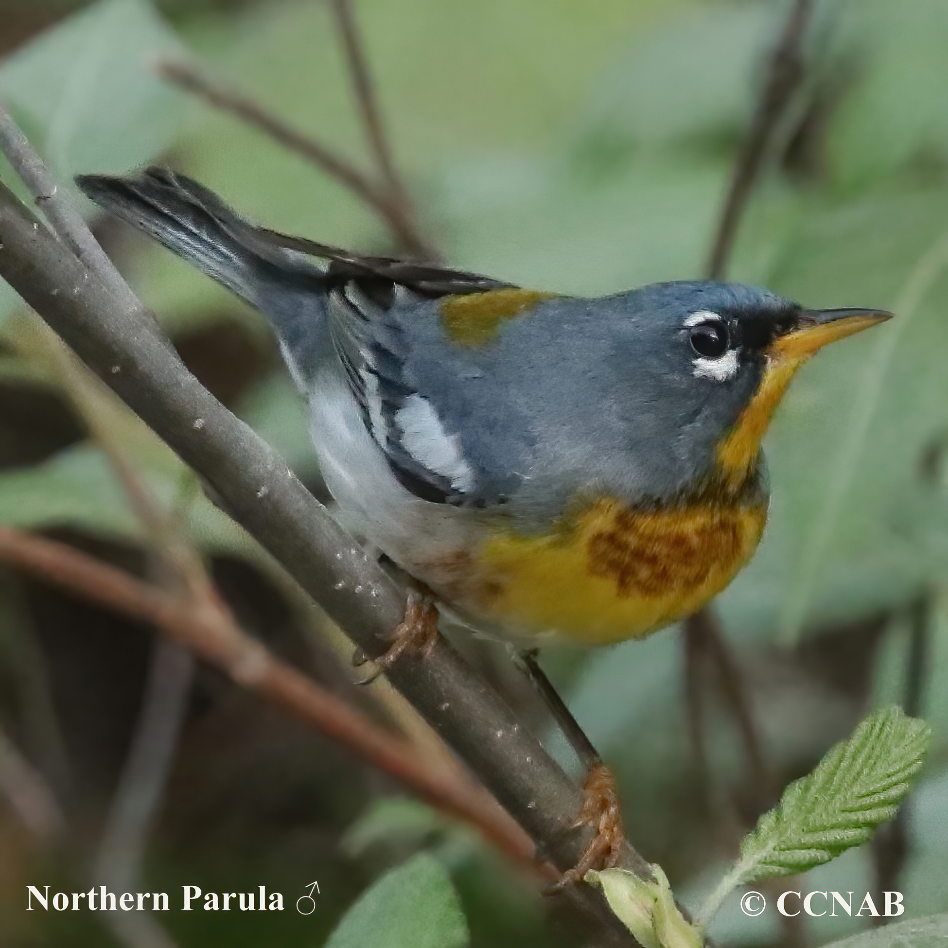 Birds of North America