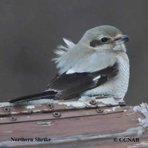 Birds of North America