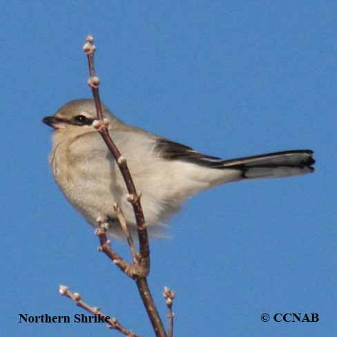 Birds of North America