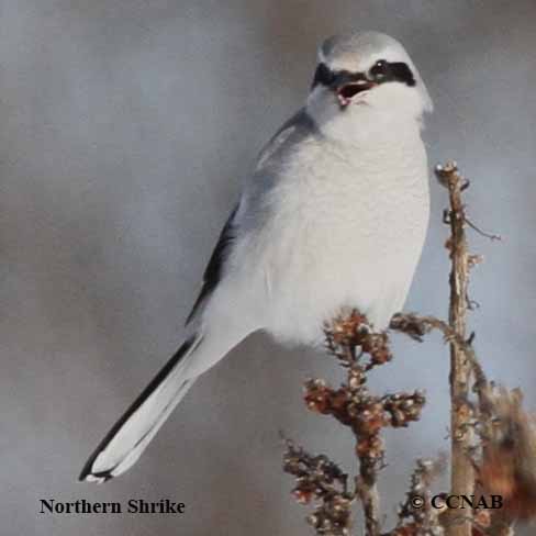 Birds of North America