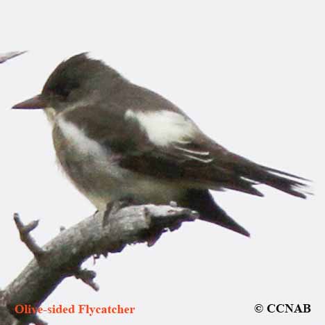 Olive-sided Flycatcher