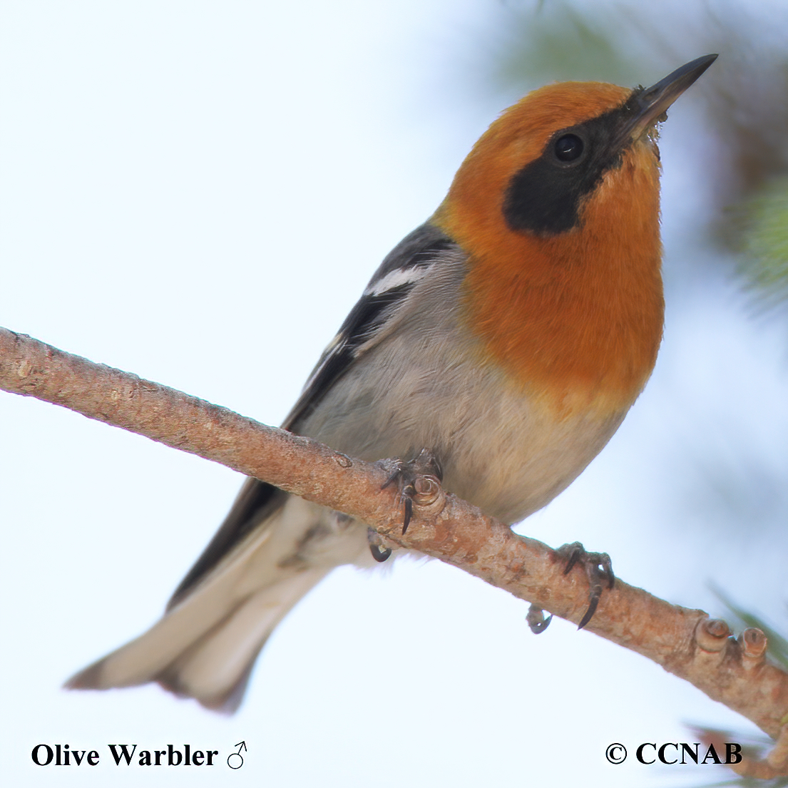 Birds of North America