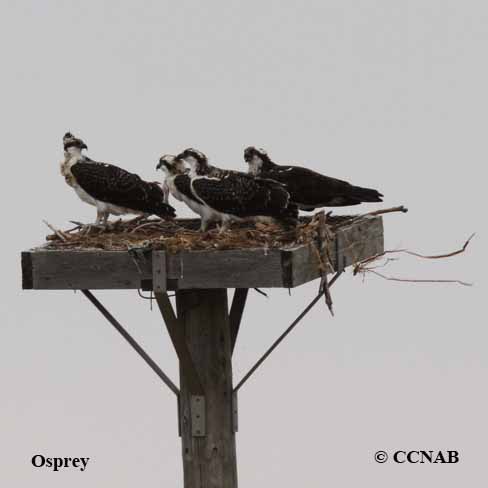 Birds of North America