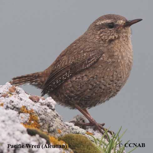 wrens