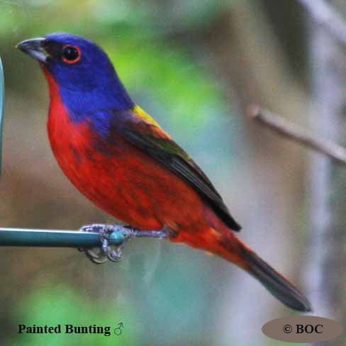 Birds of North America