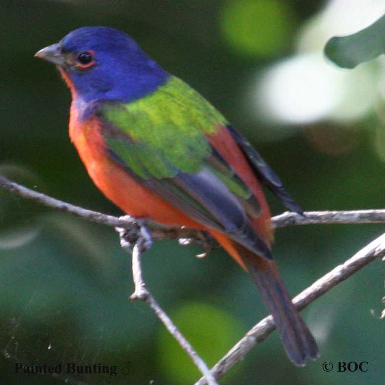 Birds of North America