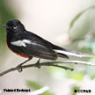 Painted Redstart songs and calls