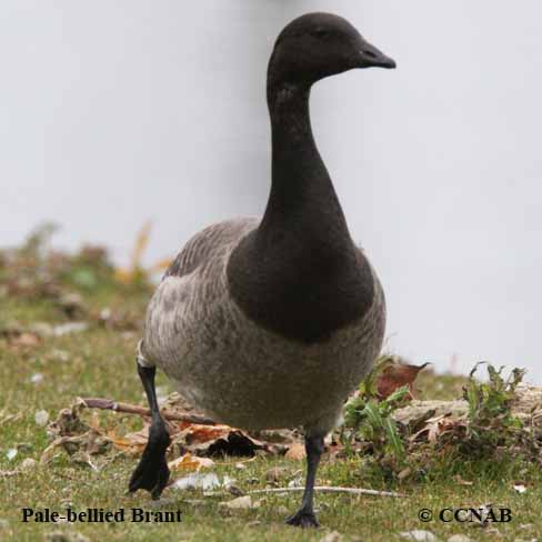 Birds of North America