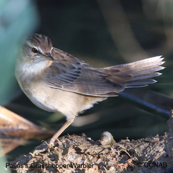Pallas's Grasshopper Warbler