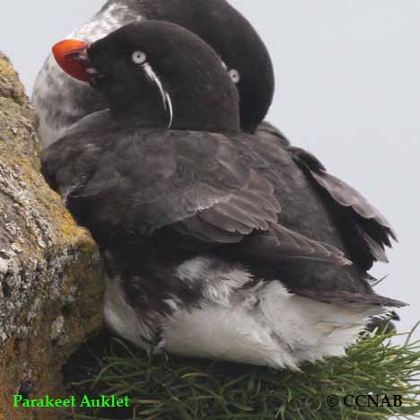 Birds of North America
