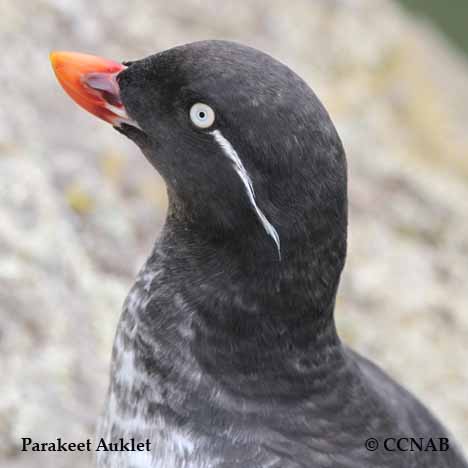 Birds of North America