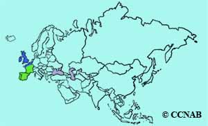 White Wagtail (Pied) range map