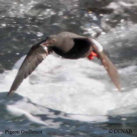 Birds of North America