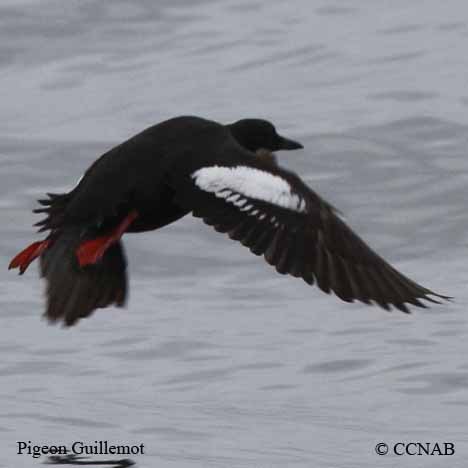 Birds of North America