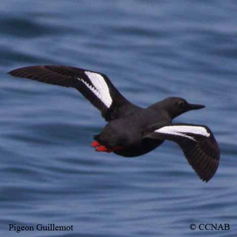 Birds of North America