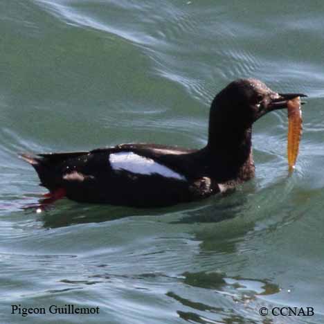 Pigeon Guillemot