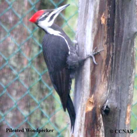 woodpeckers