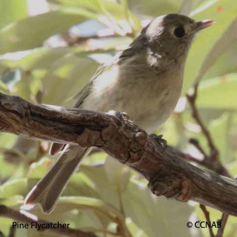 Birds of North America