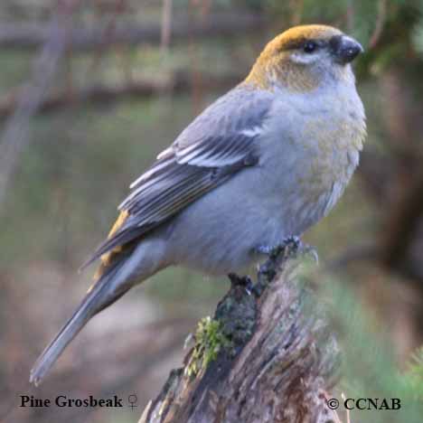 Birds of North America