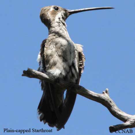 Birds of North America