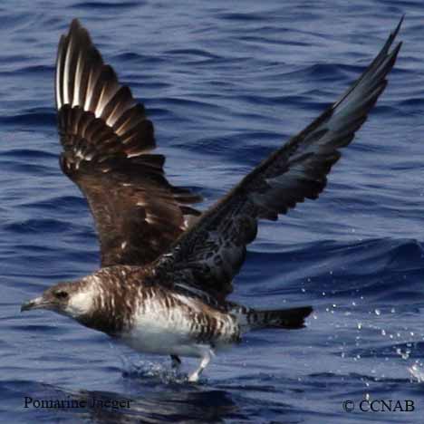 Birds of North America