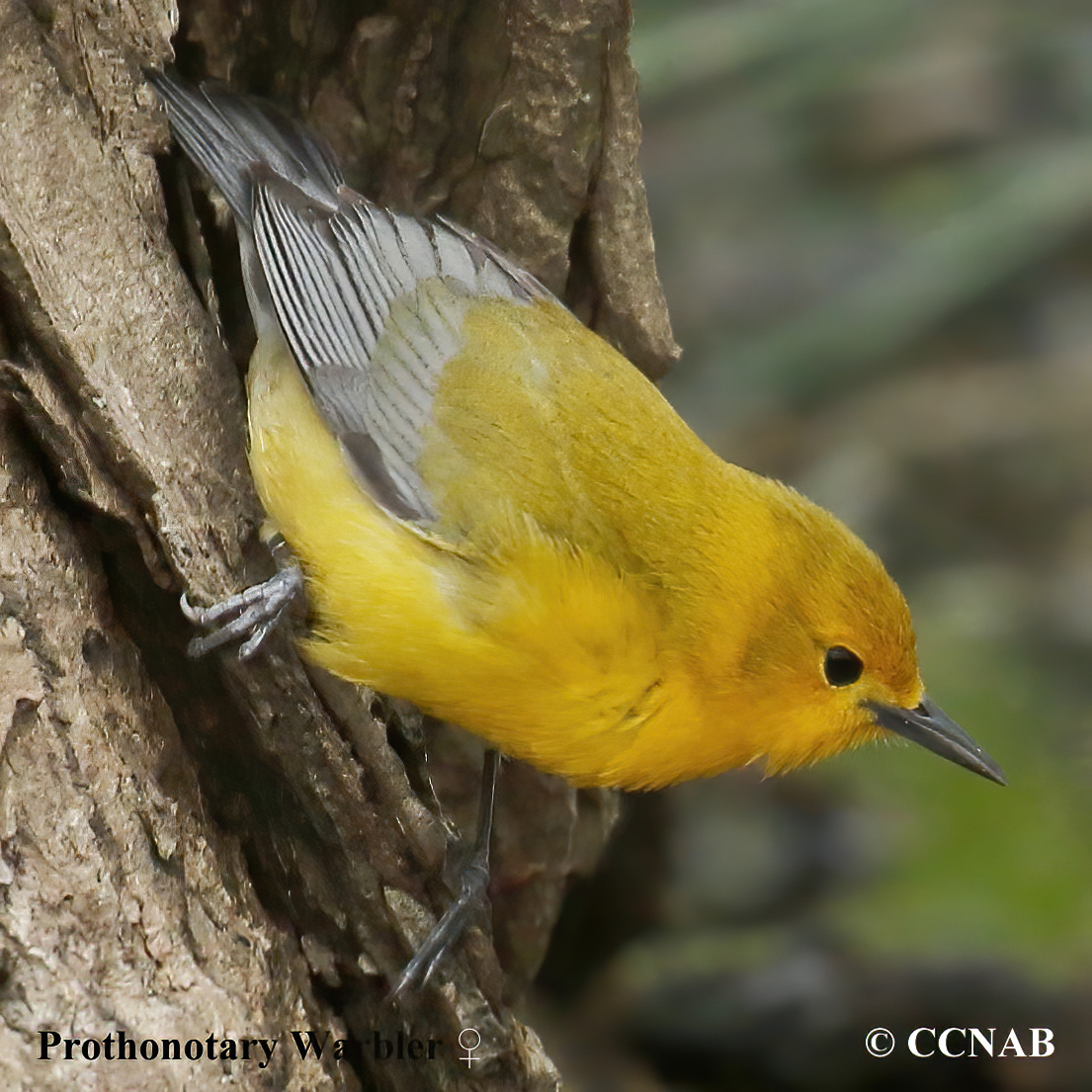 Birds of North America