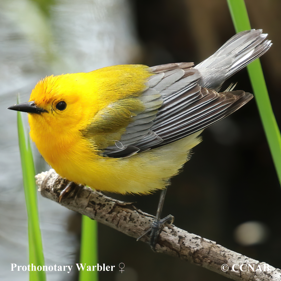 Birds of North America